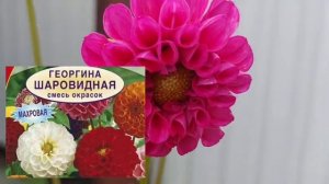 Обзор на садовые цветы. Ожидание/реальность