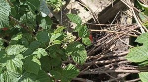 Малина Столешник обзор и дегустация