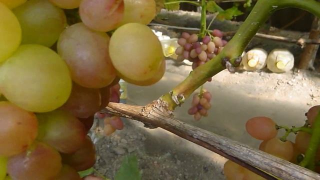 Виноград, з яким я не подружився смотреть онлайн