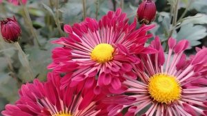 хризантема корейская ШИКАРНЫЕ сорта - куст шар !