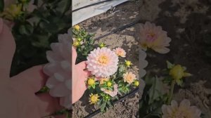 Мой ассортимент георгин