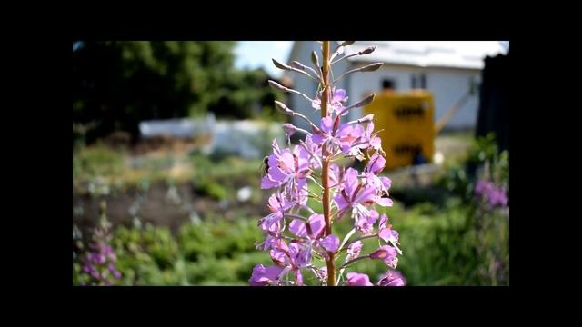 Иван-чай кипрей - польза и вред