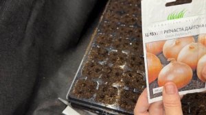 Посев лука чернушки на рассаду