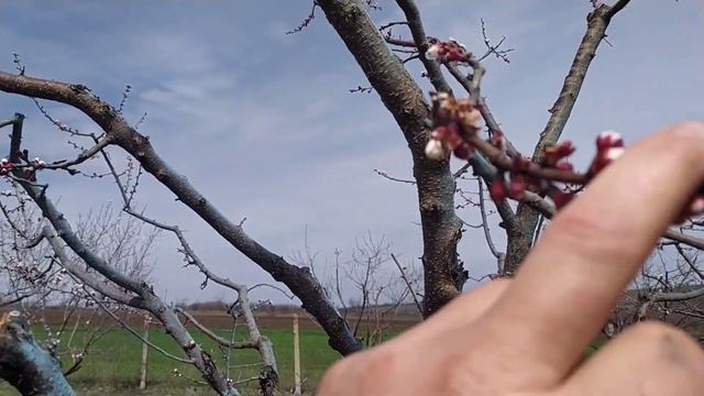 Опасный вредитель цветущего сада. Предупрежден- значи смотреть онлайн