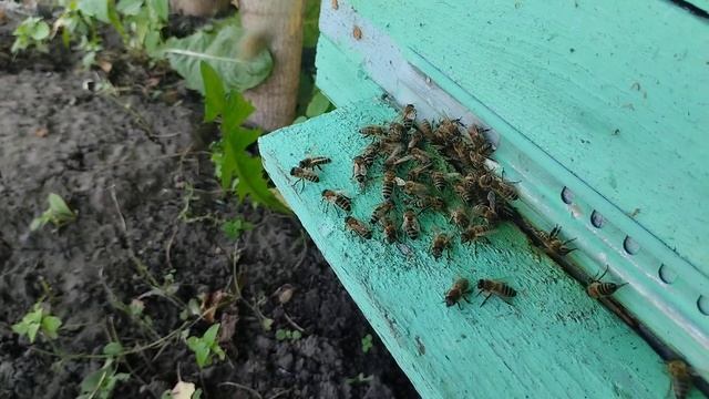 Искуственное роение - как способ расширения пасеки смотреть онлайн