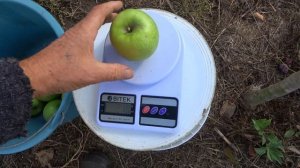 Яблоня ГРЕННИ СМИТ. Сорт-труженик с прекрасными плода?