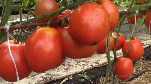 АВГУСТ.  Сбор семян. Томат  Вова Путин