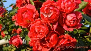 Роза плетистая Пауль Скарлет Клайминг 🌿 обзор: как са