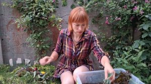 Черенкую Пузыреплодник ,Веронику колосковую 17.06.25