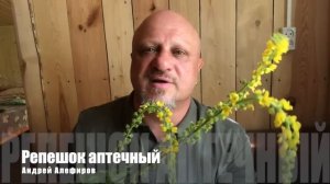 Репешок аптечный. Алефиров А.Н.