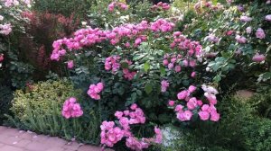 Прогулка по саду с розами. Южный сад утопает в красках?