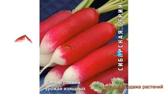 Редис обыкновенный Аврора (avrora) 🌿 редис Аврора обзор: смотреть онлайн