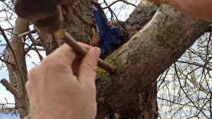 Прививка на яблоню при помощи дрели  Часть третья