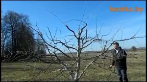 Весенняя обрезка садовых деревьев. Часть 2.