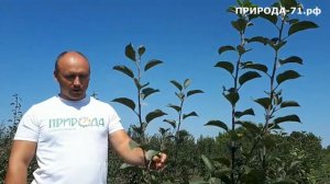 Яблоня Богатырь