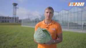 Характеристики гибрида. Капуста Мегатон F1