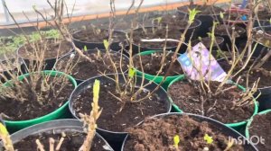 🪴Результат зимовки крупнолистных гортензий в теплиц