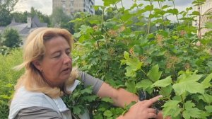 Как и когда обрЕзать калину Бульденеж(снежный шар)