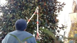 Как обрезать Магнолию?