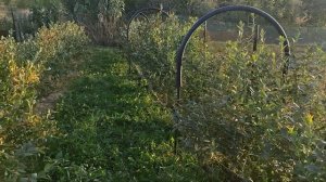 Урожайность голубики. Итоги года.