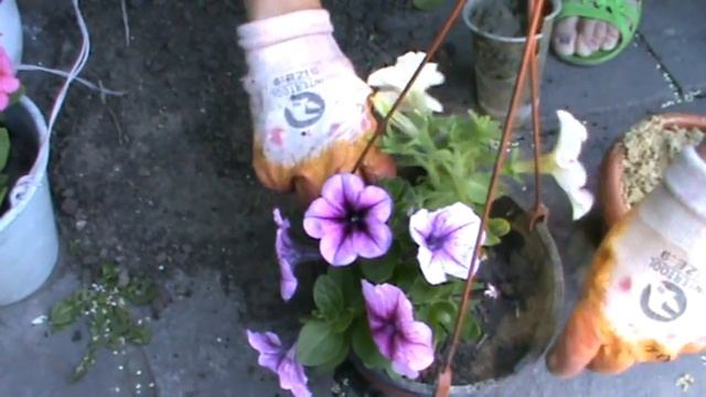 Цветок петуния.Посадка петунии.Петуния в домашних усл смотреть онлайн