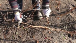 Как обрезать взрослый куст винограда осенью - наглядн?