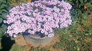 Чтобы петунии были пышными. Сорт Тайдал Сильвер без пр