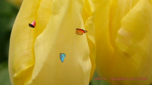 Тюльпан простой Санни Принц (tulipa Sanni-prints) 🌿 обзор: как ?