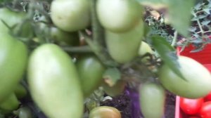 УРОЖАЙНЫЙ ТОМАТ ЧЕЛНОК!  РЕКОМЕНДУЮ НАЧИНАЮЩИМ ЗАНЯТЫ