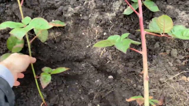 Посадка И размножение ежевики Блэк Джем ￼осенью￼ смотреть онлайн