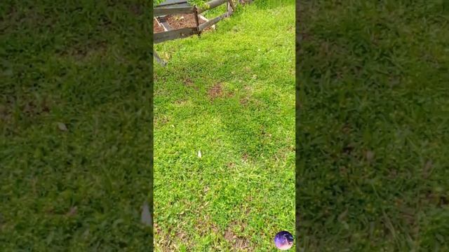 ✨МОЙ ВЛОГ ~ ЕДЕМ НА ДАЧУ✨ | Как Приручить Дракона!!! #httyd