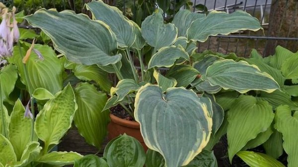 По любуемся хостами. Июльский обзор #julia_i_sad #collection #2025 #g