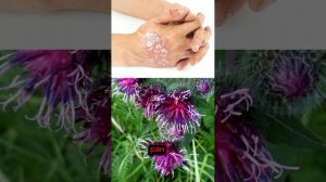 КАК ПРИНИМАТЬ КОРЕНЬ ПЫРЕЯ ЛОПУХА ОДУВАНЧИКА,И ОТ ЧЕГ?