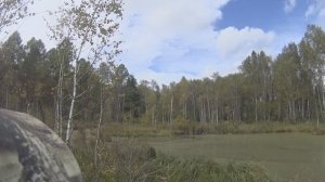 Осенняя охота на уток 2025 год