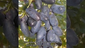 Виноград Велика