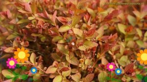 Спирея японская Мерло Стар. Краткий обзор, описание ха