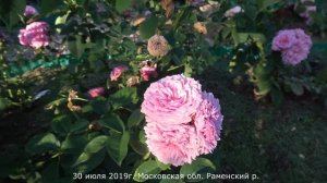 Обзор розы Уильям Кристи (Парковая) - William Christie (Massad Фра?