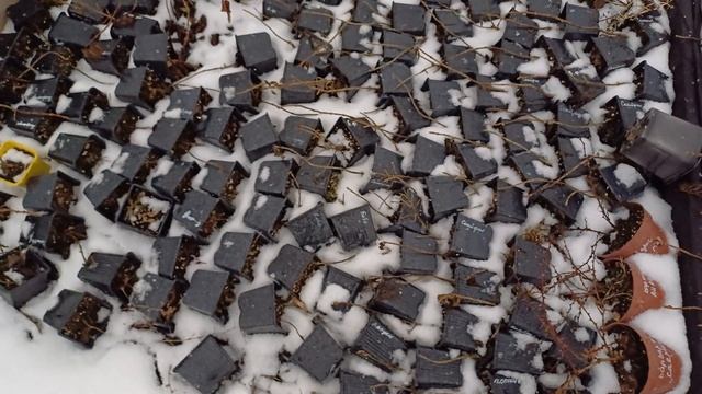 Весенние планы на одревесневшее черенкование. Черенк? смотреть онлайн