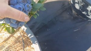 Голубика Катадин, Дрейпер, Мидер, Норт Кантри и др. 02.07.2