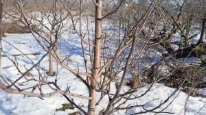 Обрезка яблони Спартан с мощными побегами.Возраст 8 ле
