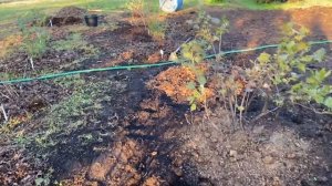 Лучшие сорта голубики для средней полосы. Посадка гол?