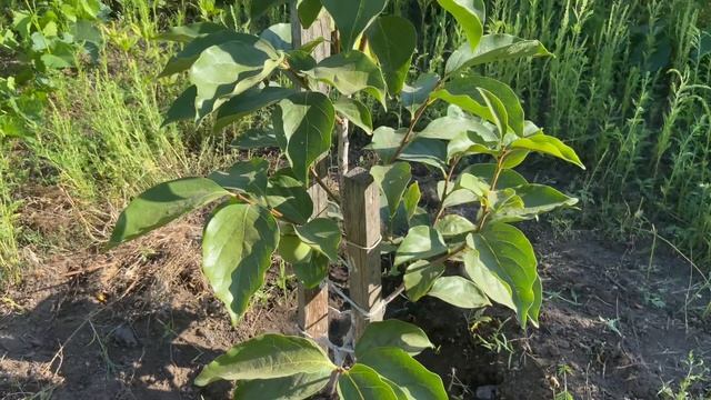 Когда начинает плодоносить хурма. Хурма Хиакуме