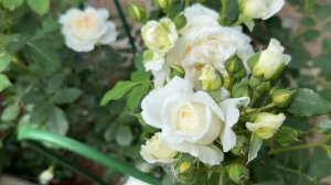 Роза Космос🕊️🌿🕊️🌿🕊️