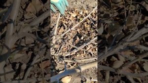 Обрезка яблони в стелющейся форме весной.