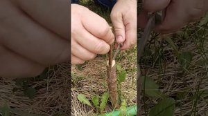 Прививка в расщеп двумя черенками