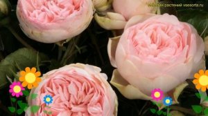 Роза кустовая Брайдл Пиано. Краткий обзор, описание ха