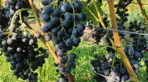 Сорт винограду МУСКАТ БЛАУ🍇