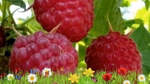 Малина ремонтантная Пингвин 🌿 Обзор: посадка и уход. ?