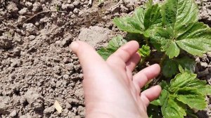Почему кусты клубники не цветут в первый год? Мужские ?