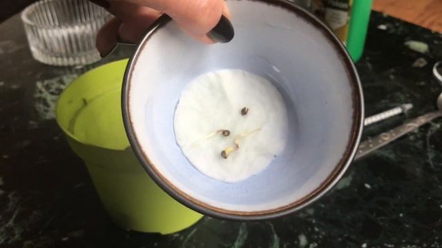 #1 Проращиваем семена марихуаны. Как вырастить каннаби смотреть онлайн
